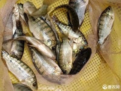 脆肉羅非魚魚苗價格（脆肉羅非魚魚苗價格因地區(qū)和供應(yīng)商不同而有所差異） 造景/裝飾 第3張