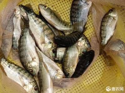 脆肉羅非魚魚苗價格（脆肉羅非魚魚苗價格因地區(qū)和供應(yīng)商不同而有所差異） 造景/裝飾 第4張