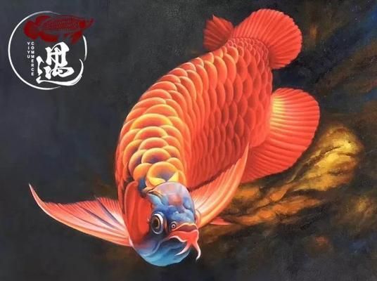 紅龍發(fā)色過程（紅龍魚的發(fā)色過程） 李亞四龍魚 第2張