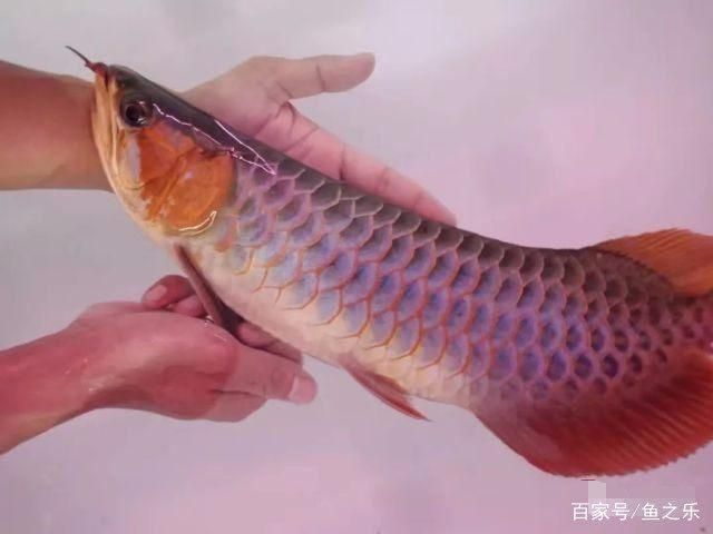 紅龍發(fā)色過(guò)程（紅龍魚的發(fā)色過(guò)程）