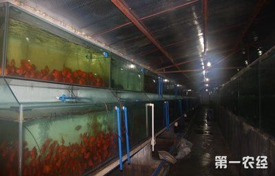 觀賞魚行業(yè)發(fā)展前景（觀賞魚市場規(guī)模接近三千億元，觀賞魚市場的需求將持續(xù)增長） 廣州觀賞魚批發(fā)市場 第4張