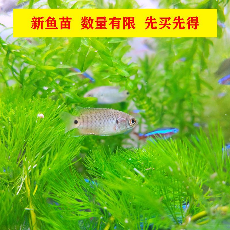 觀賞魚警示語(yǔ)（關(guān)于觀賞魚的一些警示語(yǔ)） 沖氧泵 第1張