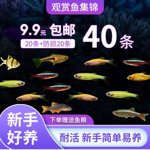 觀賞魚專用語言怎么寫（關(guān)于觀賞魚養(yǎng)殖中常用的專用術(shù)語）