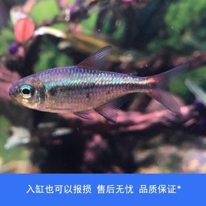 高端小型觀賞魚(yú)（熱帶魚(yú)與冷水魚(yú)的區(qū)別） 白寫(xiě)錦鯉魚(yú) 第2張