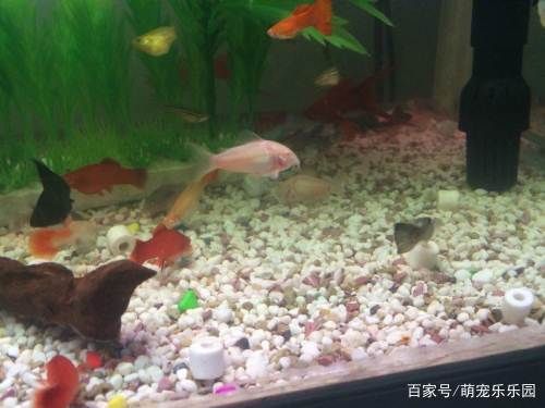 觀賞魚專用鹽對魚好不好呢（鹽在水族養(yǎng)殖中的作用） 白子銀版魚 第3張