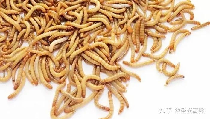 觀賞魚能吃面包屑嗎（觀賞魚可以吃面包屑取決于多個因素降低患病風(fēng)險） 彩鰈魚缸（彩蝶魚缸） 第1張