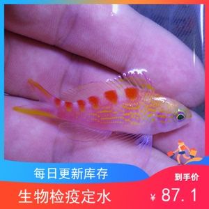 海魚觀賞魚品種有哪些（關(guān)于海水觀賞魚的知識）