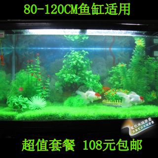 NO1水族官網(wǎng)（no1水族官網(wǎng)） 熱帶魚魚苗批發(fā) 第4張