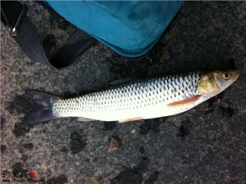 紅眼魚用什么餌釣最好（紅眼魚的餌料選擇） 水族用品 第2張