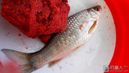 紅眼魚用什么餌釣最好（紅眼魚的餌料選擇） 水族用品 第1張