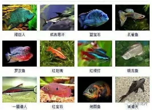 觀賞魚不能吃嗎有毒嗎（觀賞魚與食用魚有什么區(qū)別？） 非洲金鼓魚 第2張