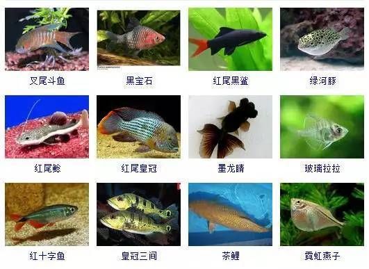 觀賞魚不能吃嗎有毒嗎（觀賞魚與食用魚有什么區(qū)別？） 非洲金鼓魚 第3張