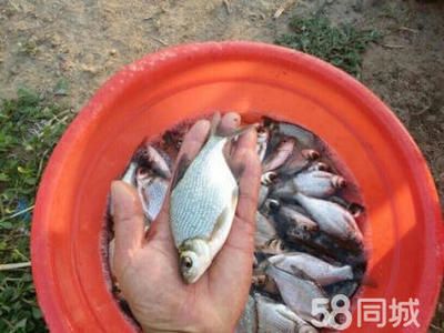 紅鯽魚苗批發(fā)（關(guān)于紅鯽魚苗批發(fā)的一些詳細(xì)信息）