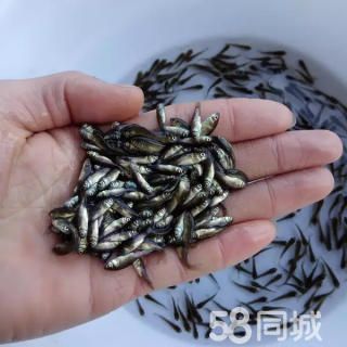 紅鯽魚苗批發(fā)（關(guān)于紅鯽魚苗批發(fā)的一些詳細(xì)信息）