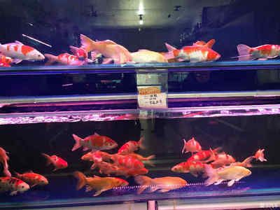 呼市觀賞魚(yú)市場(chǎng)在哪個(gè)位置（內(nèi)蒙古呼市觀賞魚(yú)市場(chǎng)交通指南）