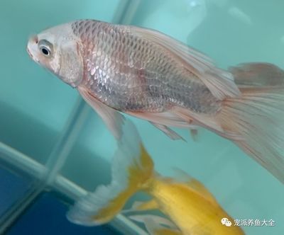 蝴蝶鯉魚缸用什么壁紙好看呢（如何選擇蝴蝶鯉魚缸壁紙） 生態(tài)瓶/創(chuàng)意缸/桌面微景缸 第2張