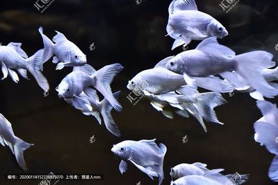 蝴蝶鯉魚缸用什么壁紙好看呢（如何選擇蝴蝶鯉魚缸壁紙） 生態(tài)瓶/創(chuàng)意缸/桌面微景缸 第1張