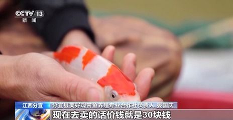 黑桃a魚多少錢一條黑桃a魚多少錢一條（黑桃a魚為什么這么貴）（黑桃a香檳與機械香檳的區(qū)別黑桃a香檳的價值所在）