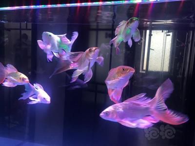 蝴蝶鯉好養(yǎng)還是金魚好養(yǎng)（蝴蝶鯉和金魚的區(qū)別） 泰國雪鯽魚 第2張