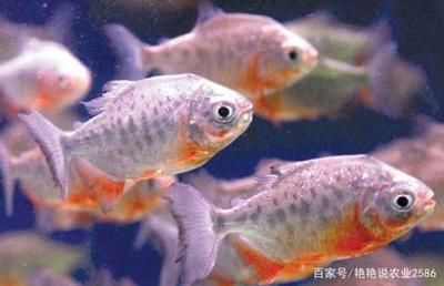 風(fēng)水魚死了預(yù)示（辦公室風(fēng)水魚的養(yǎng)護(hù)指南）