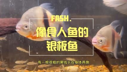 粗線銀板魚能不能用黃粉（粗線銀板魚能否使用黃粉） 觀賞魚批發(fā) 第1張