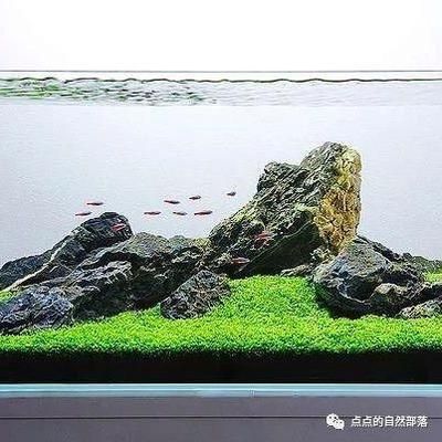 草缸造景圖（草缸造景圖的設(shè)計(jì)指南） 泰龐海蓮魚 第3張