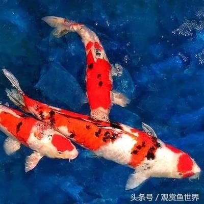 觀賞魚蒙眼怎么治療（觀賞魚蒙眼病怎么辦）