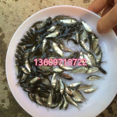 各種魚(yú)苗批發(fā)（各種魚(yú)苗批發(fā)信息）