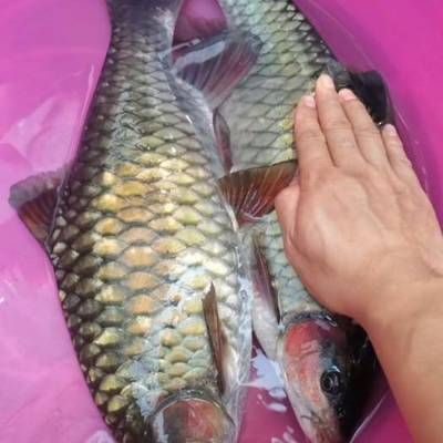 各種魚(yú)苗批發(fā)（各種魚(yú)苗批發(fā)信息）