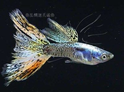 白金孔雀魚(yú)（白金孔雀魚(yú)的品系特點(diǎn)）