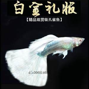 白金孔雀魚（白金孔雀魚的品系特點） 印尼大湖漁場產(chǎn)業(yè)聯(lián)盟 第4張