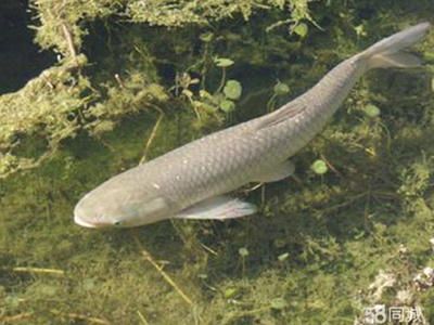 公園的觀賞魚好像草魚怎么回事（公園中的觀賞魚可能在外形上與草魚相似的相似，但不同種類不同）