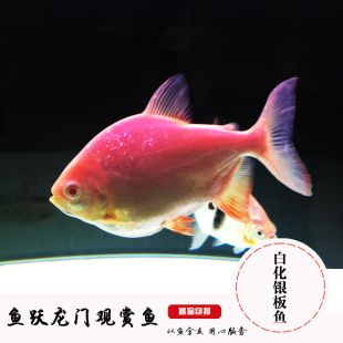 黑桃a銀板魚黑桃a魚吃什么（黑桃A銀板魚吃什么）（銀板魚的飼養(yǎng)技巧） 養(yǎng)魚的好處 第2張