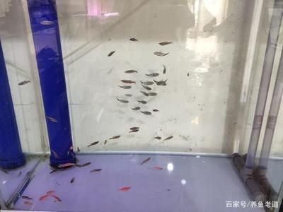 觀賞魚(yú)什么魚(yú)最好養(yǎng)不打氧不加溫不打架（觀賞魚(yú)的養(yǎng)護(hù)秘籍）