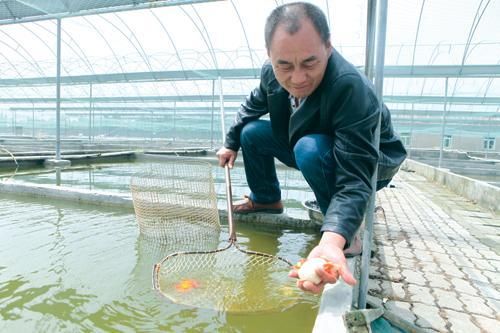 觀賞魚繁育基地建設(shè)（河南省開封市觀賞魚繁育基地觀賞魚繁育基地成為全球趨勢(shì)） 黑云魚 第3張