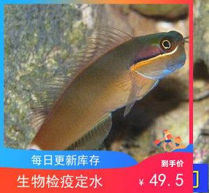 觀賞魚海魚的溫度是多少度的（觀賞魚和海魚的溫度可以根據(jù)它們的種類和來源地有所不同） 白子銀龍魚苗 第3張