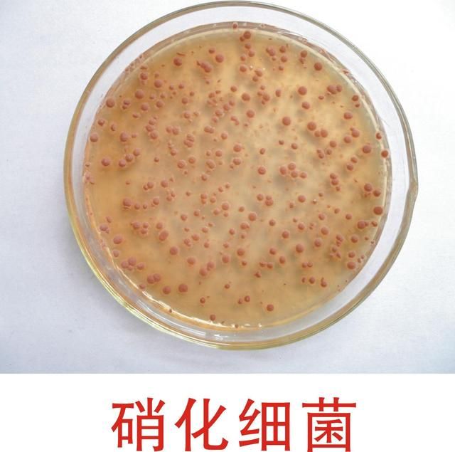 AMTRA硝化細(xì)菌（amtra水族設(shè)備_amtra德國(guó)安彩陶瓷杯纖維菌硝化細(xì)菌屋凈水培菌） 廣州水族器材濾材批發(fā)市場(chǎng) 第2張