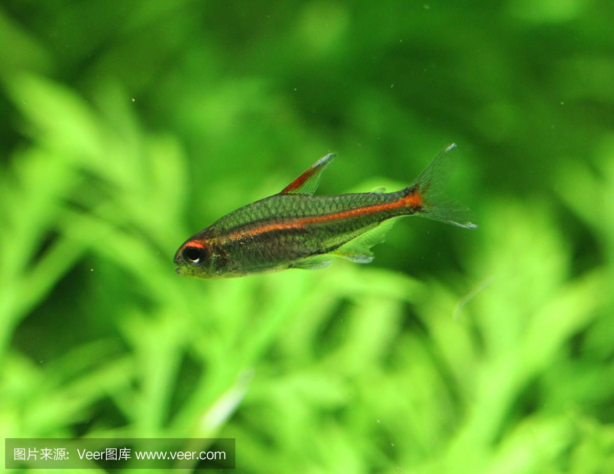 荷蘭金魚缸是什么意思呀（養(yǎng)金魚用什么缸？） 虎紋銀版魚 第1張