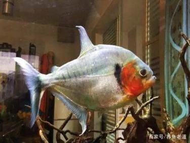 大的觀賞魚能吃嗎（觀賞魚可以吃嗎？） 紅老虎魚 第1張