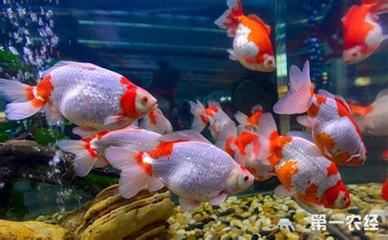 觀賞魚金魚能活多久?。ń痿~的飼養(yǎng)技巧）