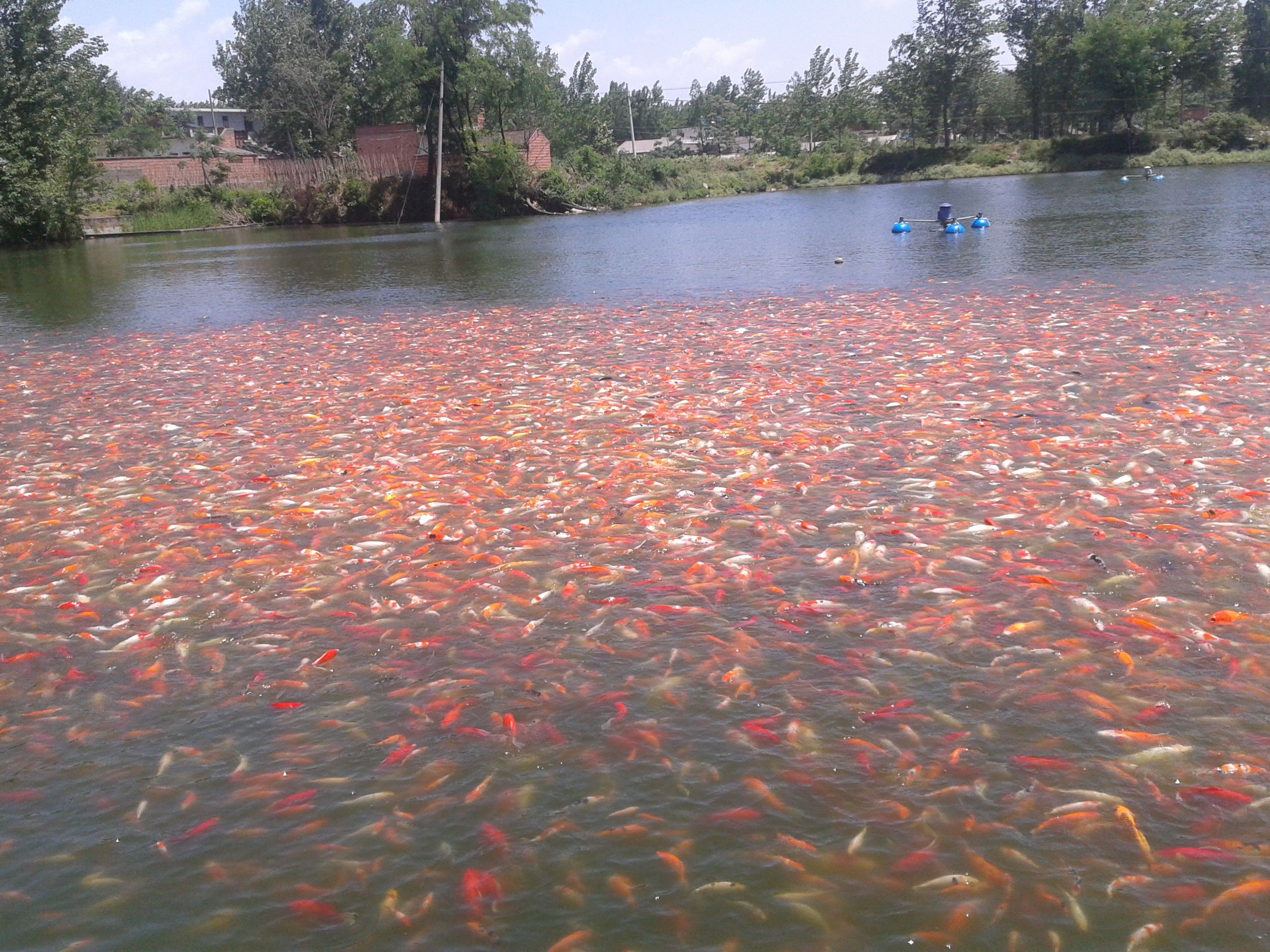 觀賞魚的魚（觀賞魚的起源與演化） 麥肯斯銀版魚 第2張