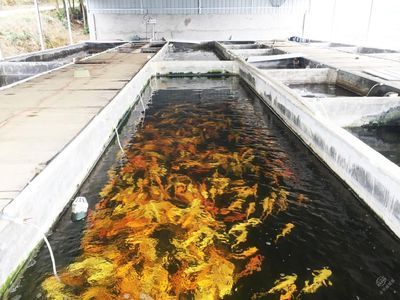 觀賞魚的魚（觀賞魚的起源與演化） 麥肯斯銀版魚 第3張