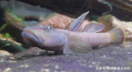 海南海水觀賞魚好養(yǎng)嗎知乎視頻（海南海水觀賞魚的養(yǎng)護(hù)技巧） 細(xì)線銀版魚 第4張