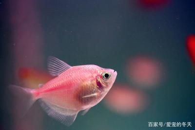 觀賞魚(yú)場(chǎng)一般都喂什么（觀賞魚(yú)的自然食性）