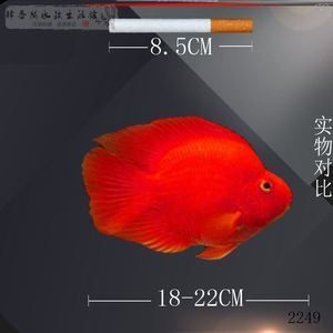 財(cái)神鸚鵡魚(yú)魚(yú)苗（如何挑選財(cái)神鸚鵡魚(yú)魚(yú)苗） 白化巴西龜（白巴） 第2張