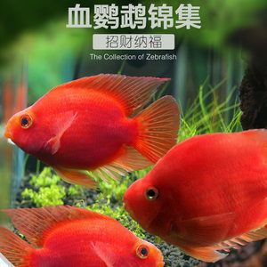 財(cái)神鸚鵡魚(yú)魚(yú)苗（如何挑選財(cái)神鸚鵡魚(yú)魚(yú)苗） 白化巴西龜（白巴） 第3張