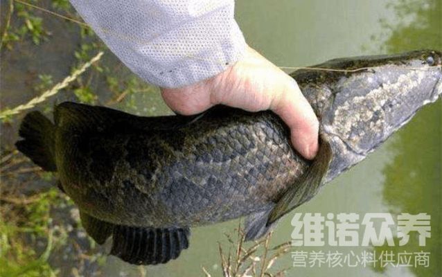 黑魚觀賞魚吃什么飼料好（黑魚觀賞魚的飼料配方） 撒旦鴨嘴魚 第1張