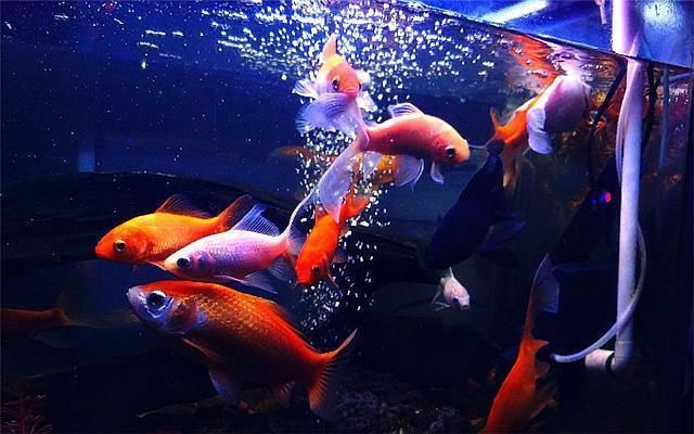 大白魚觀賞魚怎么養(yǎng)殖好（養(yǎng)殖大白魚的注意事項） 巴卡雷龍魚 第1張