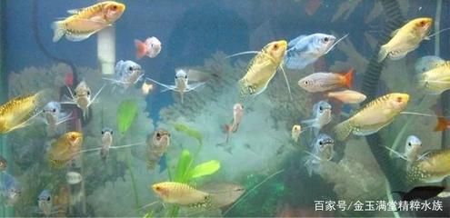 觀賞魚(yú)浮不起來(lái)（觀賞魚(yú)浮不起來(lái)怎么辦？） 丹頂錦鯉魚(yú) 第2張