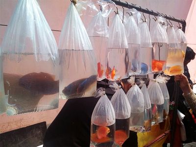 觀賞魚市場現(xiàn)狀調(diào)查問卷（關(guān)于觀賞魚市場現(xiàn)狀調(diào)查問卷的相關(guān)信息） 小型觀賞魚 第1張